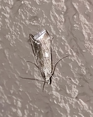 Loxostege sticticalis