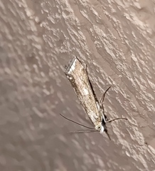 Loxostege sticticalis