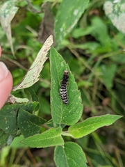 Beauveria bassiana