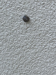 Zachrysia provisoria