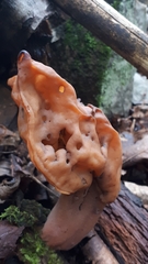 Gyromitra infula