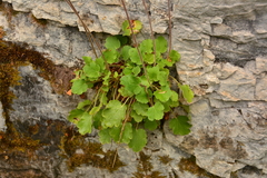 Heuchera cylindrica