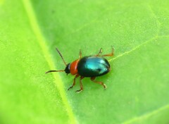 Gastrophysa polygoni