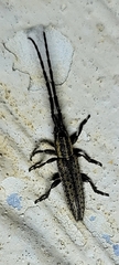 Dorcasta cinerea