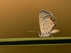 Freyeria trochylus