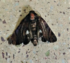 Catephia linteola