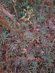 Hoffmannseggia glauca