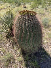 Ferocactus wislizeni