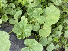 Malva pusilla