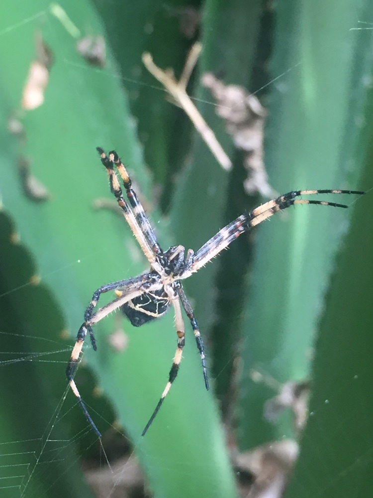 Argiope argentata image
