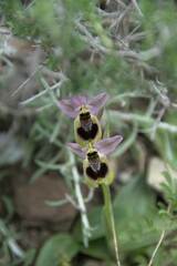 Ophrys