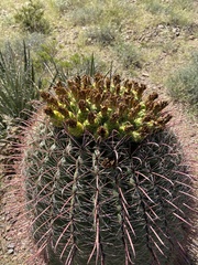 Ferocactus wislizeni