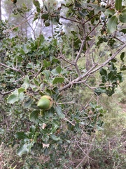 Quercus coccifera