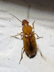 Stenolophini