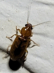 Stenolophini