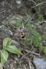 Ophrys