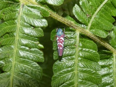 Graphocephala albomaculata