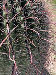 Ferocactus wislizeni
