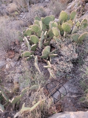 Opuntia engelmannii