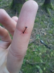 Myrmica