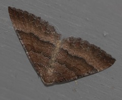 Larentia clavaria