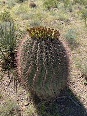 Ferocactus wislizeni