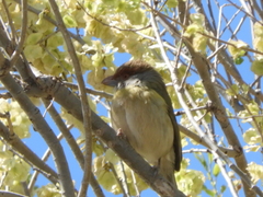 Cyclarhis gujanensis