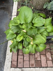 Hosta