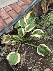 Hosta