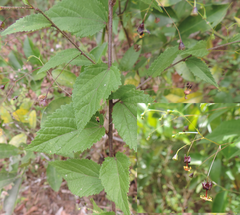 Sidastrum paniculatum