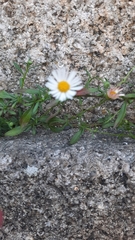 Erigeron karvinskianus