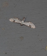 Eupithecia centaureata