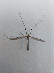Tipula