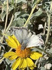 Heliopetes ericetorum