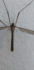 Tipula