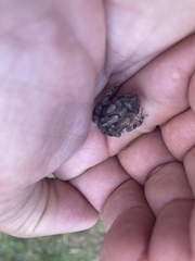 Anura