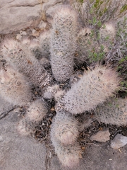 Escobaria tuberculosa