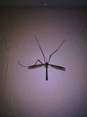 Tipula