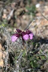 Anacamptis papilionacea