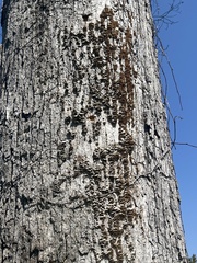 Aleurodiscus oakesii