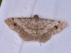 Frederickia nigricomma