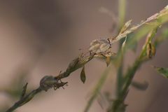 Carpocorini