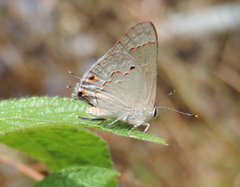 Strymon rufofusca