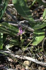 Ophrys tenthredinifera
