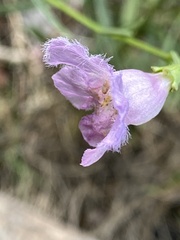 Agalinis maritima
