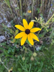 Rudbeckia
