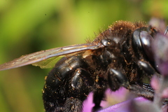Xylocopa californica