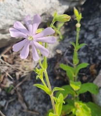 Silene undulata