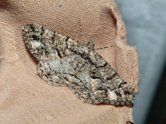 Peribatodes ilicaria