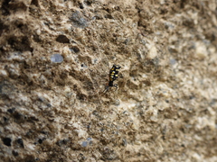 Micrathena funebris